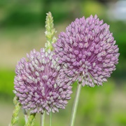 Many-Flowered Garlic (Allium Polyanthum)