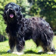 Portuguese Sheepdog