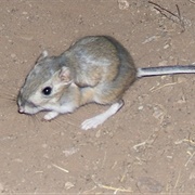 Banner-Tailed Kangaroo Rat