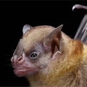 Tilda's Yellow-Shouldered Bat