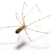 Cellar Spider