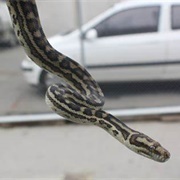 Carpet Python