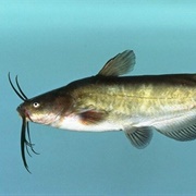 Brown Bullhead Catfish