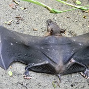 New Guinea Naked-Backed Fruit Bat