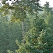 Cedre Gouraud Forest, Morocco