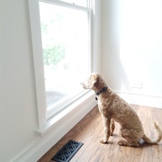 Doggy in the Window