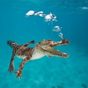 See a Saltwater Crocodile in the Wild