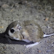 San Joaquin Kangaroo Rat