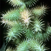 Xanthium