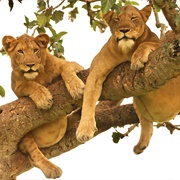 Tree Climbing Lions, Queen Elizabeth National Park, Uganda