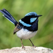 Fairy Wren