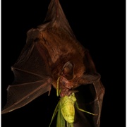 Common Big-Eared Bat