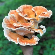 Chicken of the Woods Mushroom