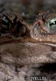 Frogs (1972)