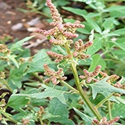 Spear Saltbush (Atriplex Patula)