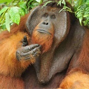 Kalimantan, Indonesian Borneo