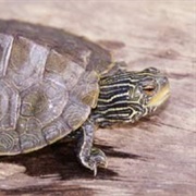 Map Turtle