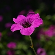 Cranesbill Tea