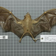 Short-Headed Broad-Nosed Bat