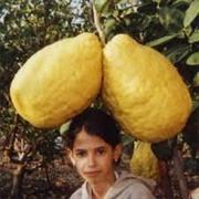 Worlds Largest Lemon