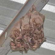 Fraternal Fruit-Eating Bat