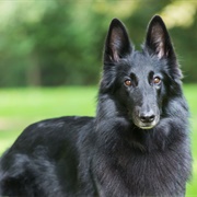 Belgian Sheepdog