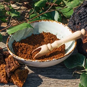 Chaga (Inonotus Obliquus)