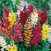 Antirrhinum Majus