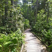 Pachaug State Forest