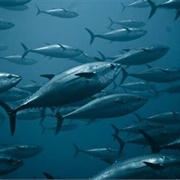 Atlantic Bluefin Tuna