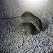 Merriam's Pocket Mouse