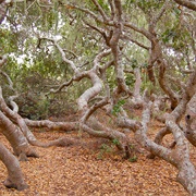 Elfin Forest Natural Area