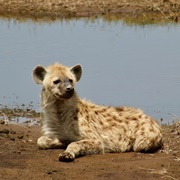 Hyena