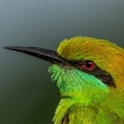 Green Bee-Eater