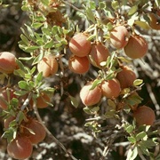 Desert Peach (Prunus Andersonii)