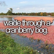Wade Through a Cranberry Bog
