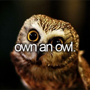 Own an Owl