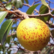 Mangabeira / Mangabas (Hancornia Speciosa)