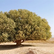 Blessed Tree (Quran Verse 1)