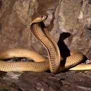 Ophidiophobia - Fear of Snakes