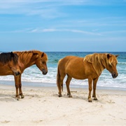 Assateague State Park - Maryland