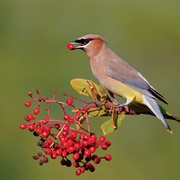 Cedar Waxwing