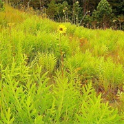 Compass Plant Prairie State Nature Preserve