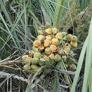 Butiá-Anão (Butia Lallemantii)