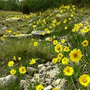 Lakeside Daisy State Nature Preserve