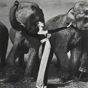 Dovima With Elephants (1955)