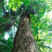 Manilkara Subsericea