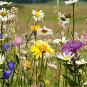 Plant Bee Friendly Flowers