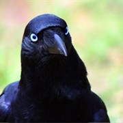Crow