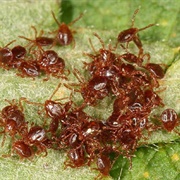 A Swarm of Ticks
